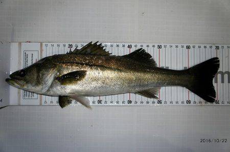 フルコンタクト 釣果