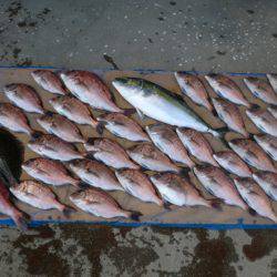 松名瀬フィッシングパーク 釣果