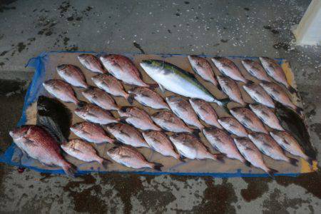 松名瀬フィッシングパーク 釣果