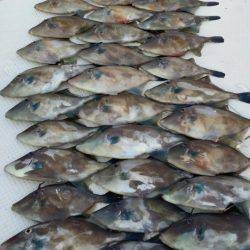 オーフリー 釣果