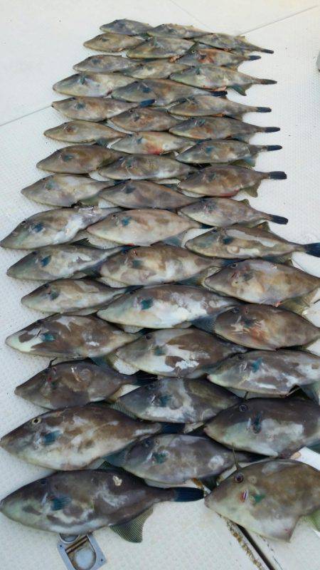 オーフリー 釣果