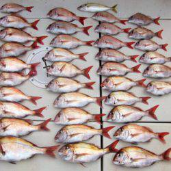 来温丸（らいおんまる） 釣果