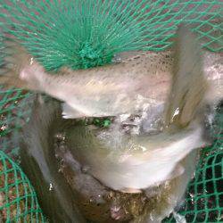 みどりフィッシングエリア 釣果