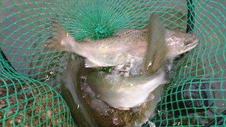 みどりフィッシングエリア 釣果