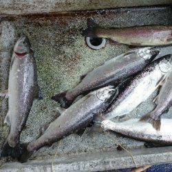 みどりフィッシングエリア 釣果