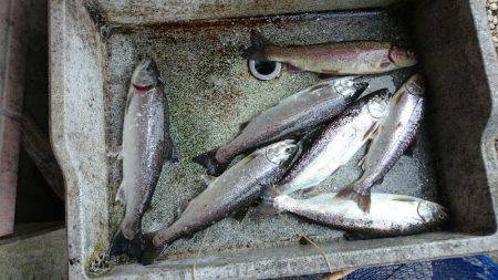 みどりフィッシングエリア 釣果