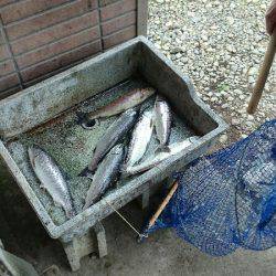 みどりフィッシングエリア 釣果