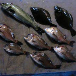 松名瀬フィッシングパーク 釣果