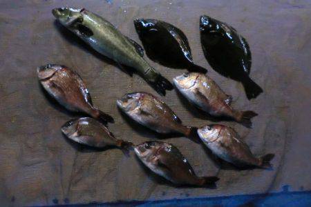 松名瀬フィッシングパーク 釣果