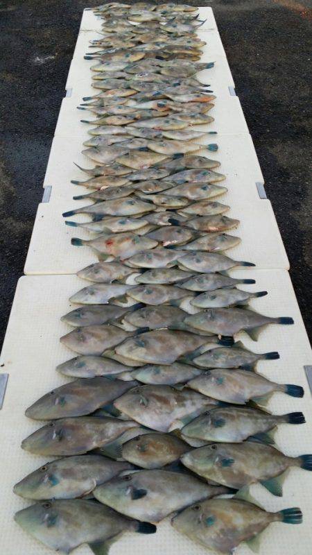 オーフリー 釣果