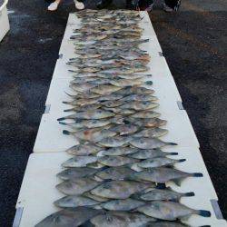 オーフリー 釣果