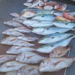 飛燕さくら丸 釣果