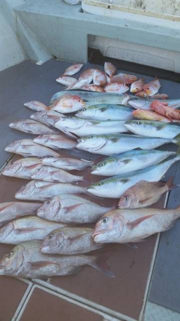 飛燕さくら丸 釣果