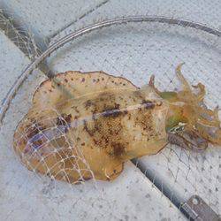 松本釣船2 釣果