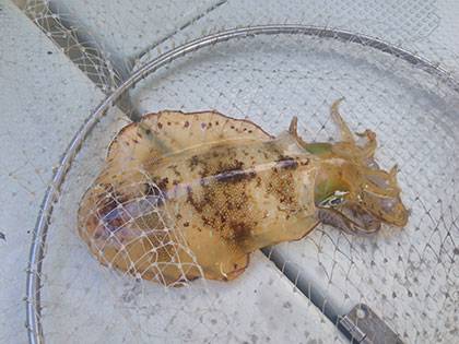 松本釣船2 釣果