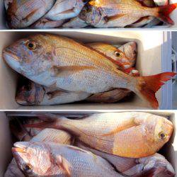 来温丸(らいおんまる) 釣果