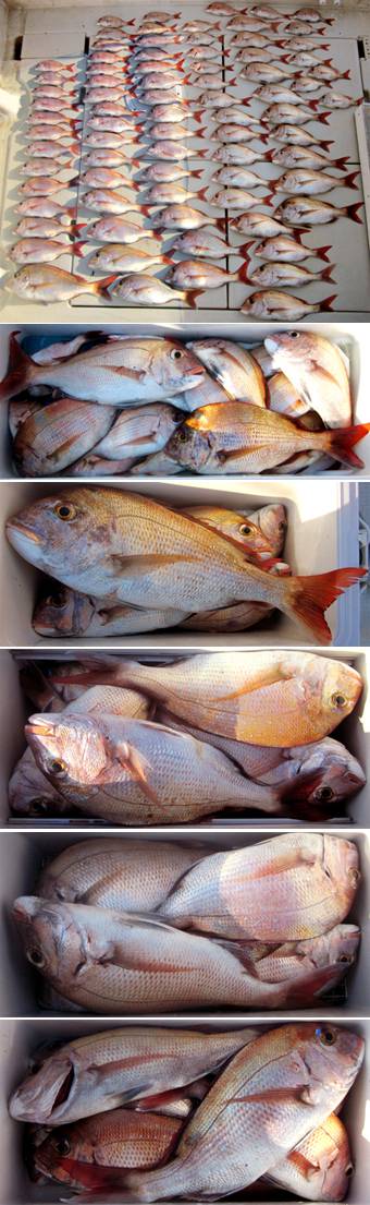 来温丸（らいおんまる） 釣果