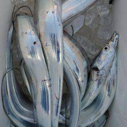 オーフリー 釣果