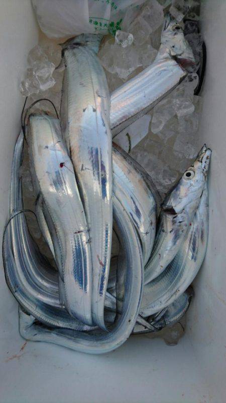 オーフリー 釣果