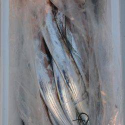 オーフリー 釣果