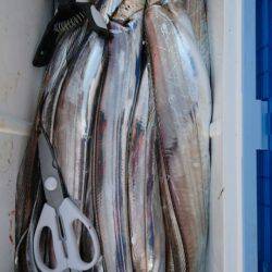 オーフリー 釣果