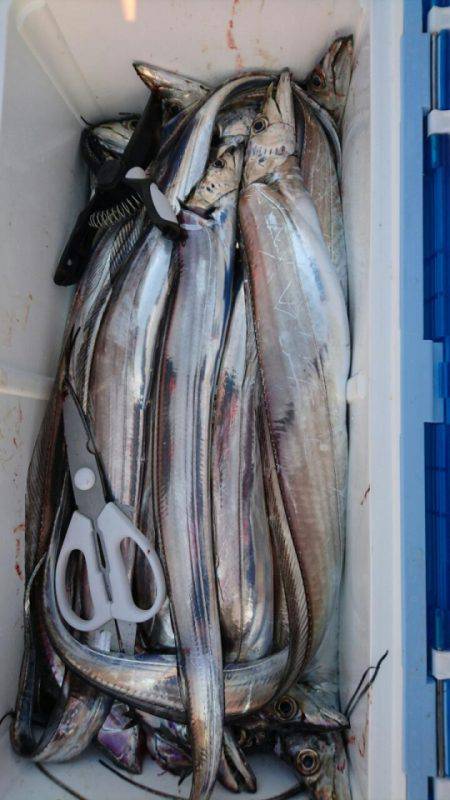 オーフリー 釣果