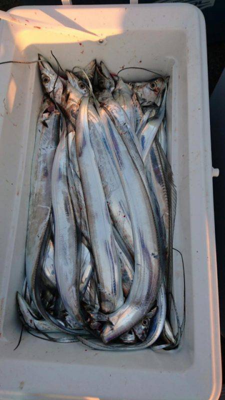 オーフリー 釣果