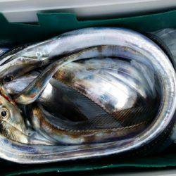 オーフリー 釣果