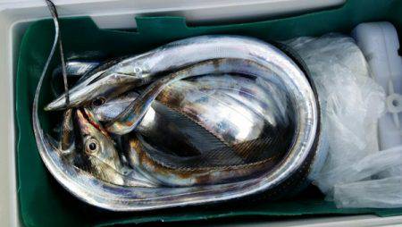 オーフリー 釣果