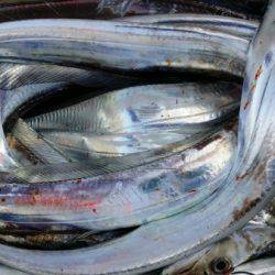 オーフリー 釣果