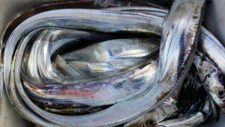 オーフリー 釣果