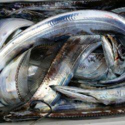 オーフリー 釣果