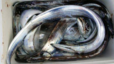 オーフリー 釣果