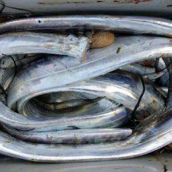 オーフリー 釣果