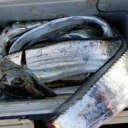 オーフリー 釣果