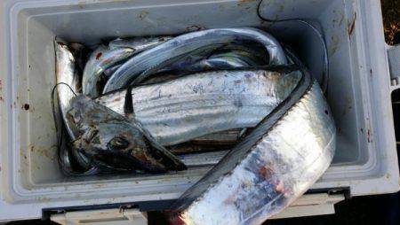 オーフリー 釣果