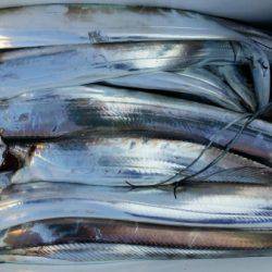 オーフリー 釣果