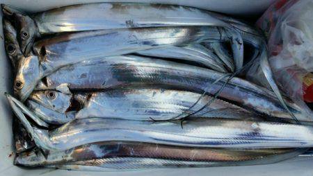 オーフリー 釣果