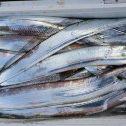 オーフリー 釣果