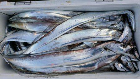 オーフリー 釣果