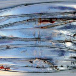 オーフリー 釣果