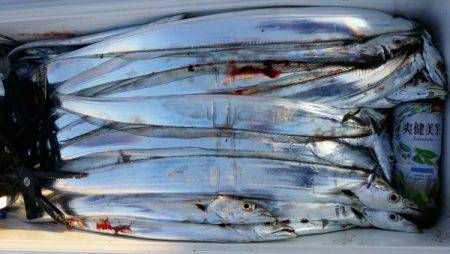 オーフリー 釣果