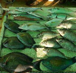 本部釣りイカダ 釣果