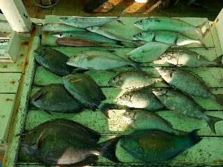 本部釣りイカダ 釣果