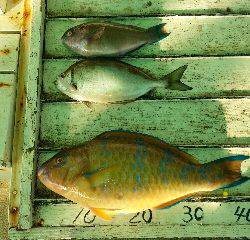 本部釣りイカダ 釣果