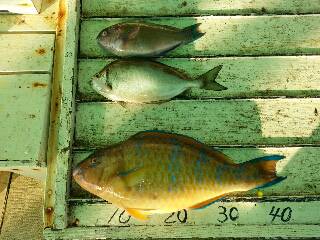 本部釣りイカダ 釣果