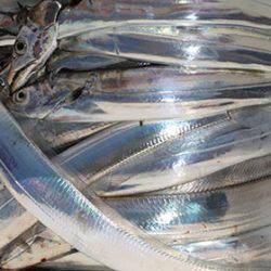 松本釣船２ 釣果