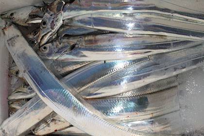 松本釣船２ 釣果