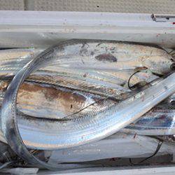 松本釣船２ 釣果