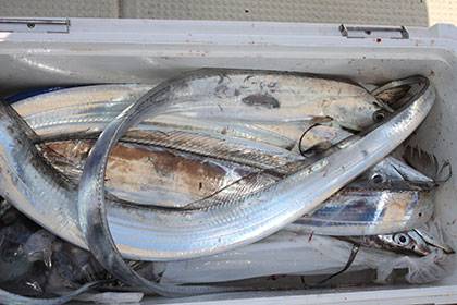 松本釣船２ 釣果